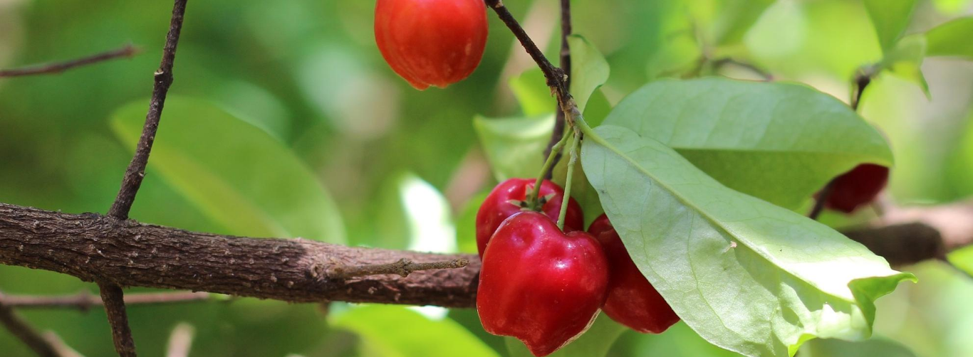 Acerola - właściwości, zastosowanie i przeciwwskazania